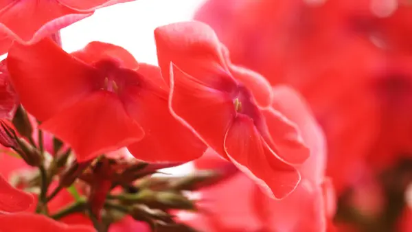 Hermosas Flores Rojas Jardín — Foto de Stock