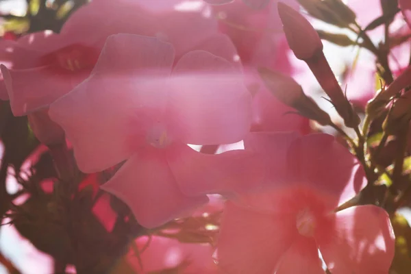 Schöne Rosa Blumen Garten — Stockfoto