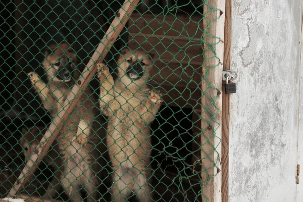 Deux Chiens Cage Hiver — Photo