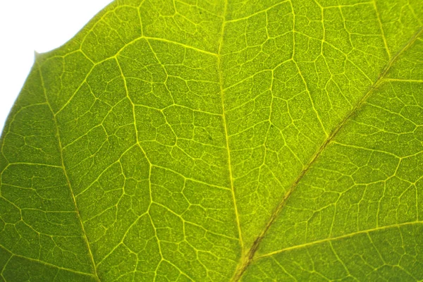 Close Green Leaf Texture — Stock Photo, Image