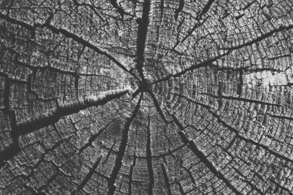 Wooden Tree Stump Background — Stock Photo, Image