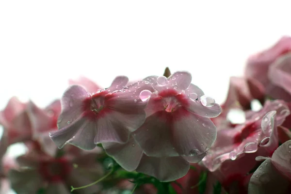 Schöne Rosa Blumen Garten — Stockfoto