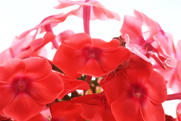 Lindas Flores Vermelhas Jardim — Fotografia de Stock