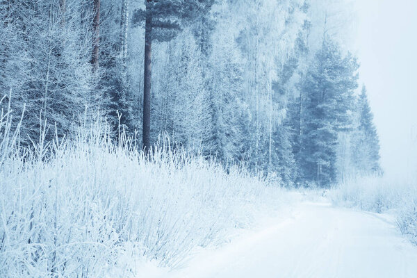 winter landscape with snow covered trees