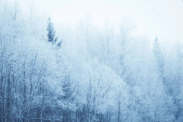 Paisaje Invernal Con Árboles Cubiertos Nieve — Foto de Stock