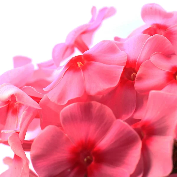 Красивые Розовые Цветы Солнечный Весенний День — стоковое фото
