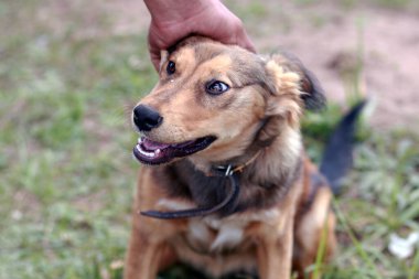 Şirin tüylü açık hava köpeği.