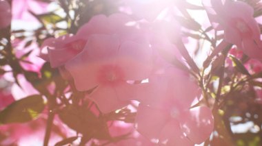 Bahçedeki güzel pembe çiçekler