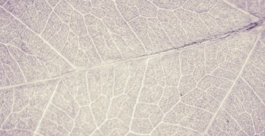 Yaprak soyut modern arkaplan