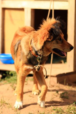 Şirin tüylü açık hava köpeği.