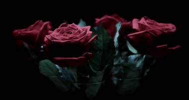 Siyah arka planda güzel kırmızı güller