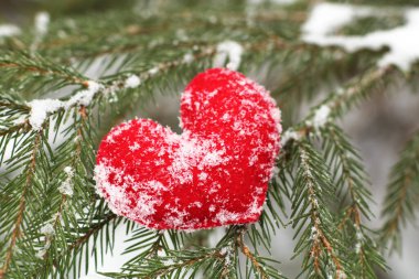 Kışın köknar dallarında karlı kırmızı kalp