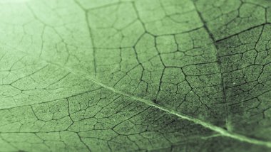 Yaprak soyut modern arkaplan