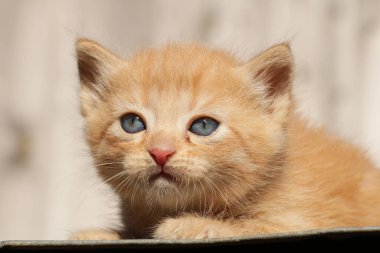 Sevimli küçük kırmızı kedi