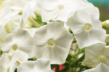 Güneşli bahar gününde güzel beyaz çiçekler