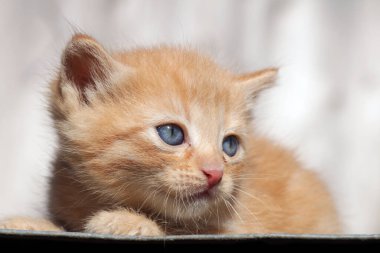 Sevimli küçük kırmızı kedi