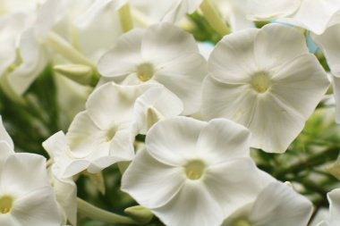 Güneşli bahar gününde güzel beyaz çiçekler