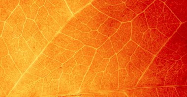 Yaprak soyut modern arkaplan