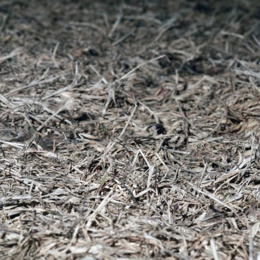 Kuru çimen dokusu arkaplanı 