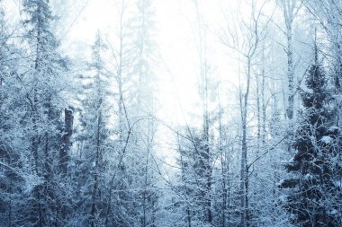 Karla kaplı ağaçlarla kaplı kış ormanı