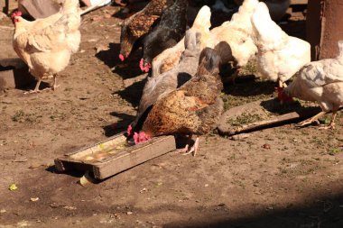 Çiftlikte horoz ya da tavuk  