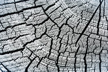 Tahta ağaç kütüğü arkaplanı 