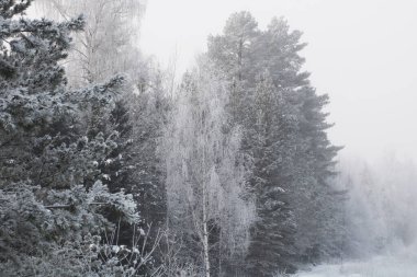 Kış mevsiminde karlı orman