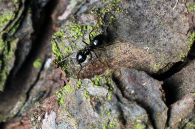 Ormandaki siyah karınca.