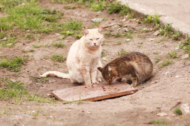 İki sevimli kedi dışarıda.