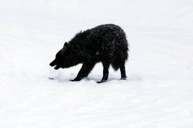 Kara ayı karlı çayırda