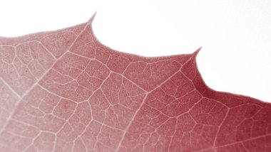 Yaprak soyut modern arkaplan