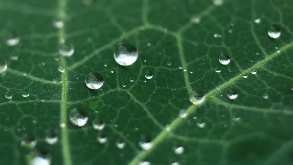 Feuille Verte Avec Gouttes Eau — Photo