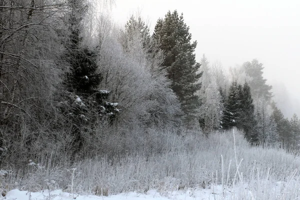 Las Śnieżny Sezonie Zimowym — Zdjęcie stockowe