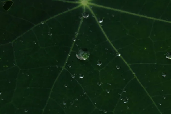 Foglia Verde Con Gocce Acqua — Foto Stock