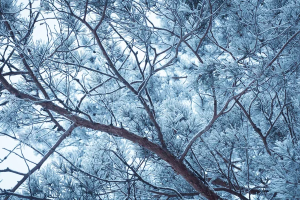 Paesaggio Invernale Con Alberi Innevati — Foto Stock