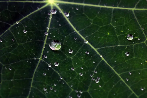 Feuille Verte Avec Gouttes Eau — Photo