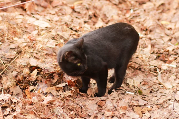 Бездомний Чорний Кіт Відкритому Повітрі — стокове фото