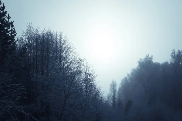 Skog Dimman — Stockfoto