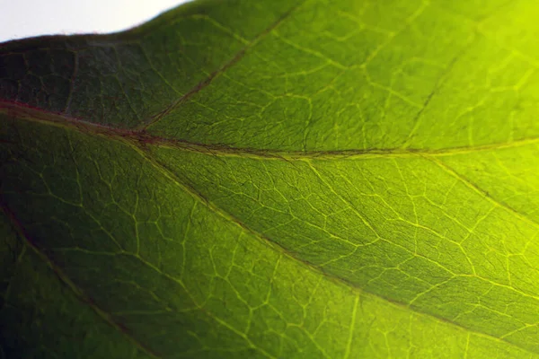 Close Textura Folha Verde — Fotografia de Stock