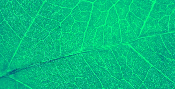 Leaf Abstract Modern Background — Stock Photo, Image