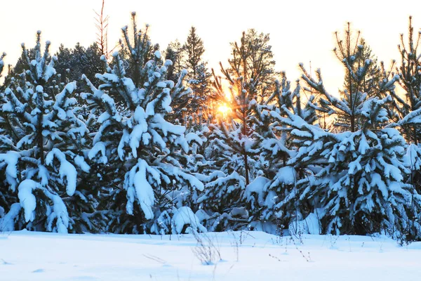 Bosque Invierno Nevado Atardecer — Foto de Stock