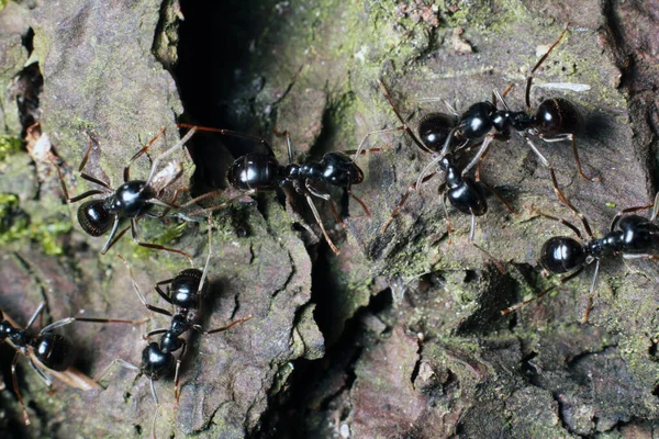 Semut Hitam Hutan Menutup — Stok Foto