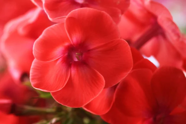 Vackra Röda Blommor Solig Vårdag — Stockfoto