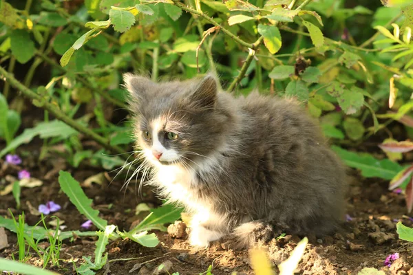 Pequeno Gato Bonito Jardim — Fotografia de Stock