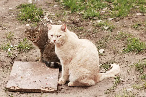 Két Aranyos Macska Szabadban — Stock Fotó