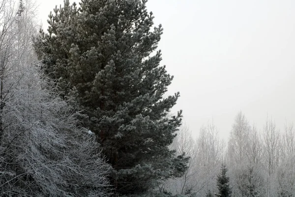 Las Śnieżny Sezonie Zimowym — Zdjęcie stockowe
