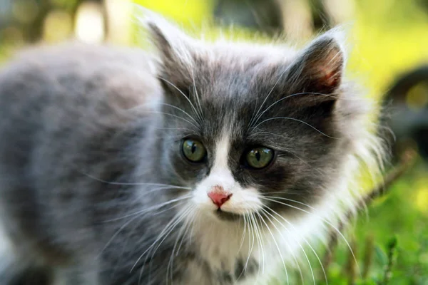 Mały Ładny Kot Ogrodzie — Zdjęcie stockowe