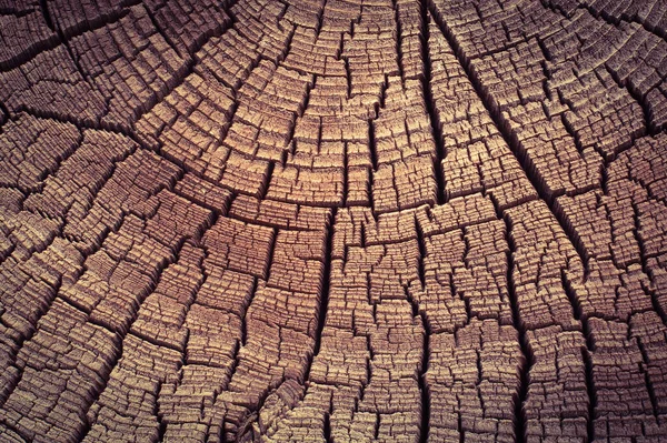 Деревянный Пень — стоковое фото