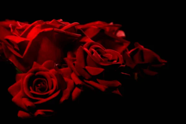 Belle Rose Rosse Sfondo Nero — Foto Stock