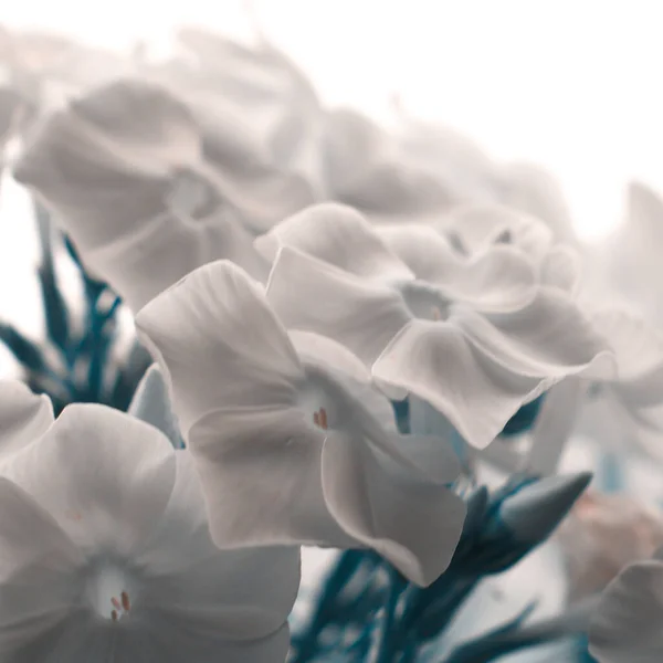 Schöne Weiße Blumen Einem Sonnigen Frühlingstag — Stockfoto